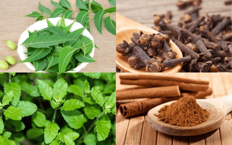 Different Herbs That Helps In Killing Mouth Bacteria